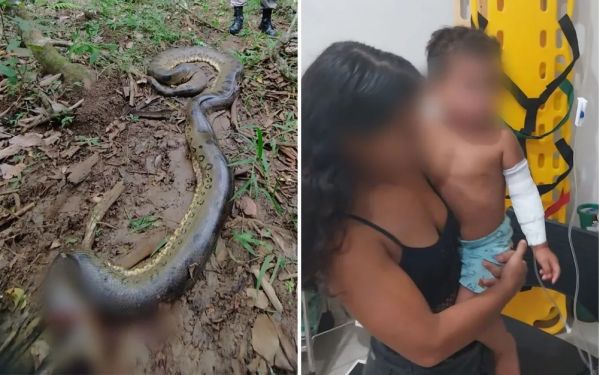 Sucuri de aproximadamente 6 metros ataca criança que brincava às margens de rio em Goiás