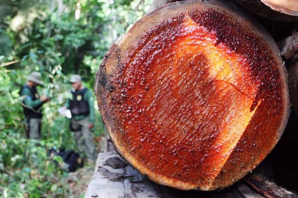 No fim do mandato, Bolsonaro libera exploração de madeira em terras indígenas, inclusive por não ind