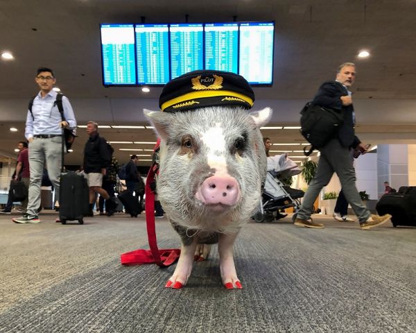 Aeroporto de San Francisco tem porquinha para distrair e acalmar passageiros