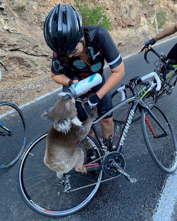Coala bebe água de ciclista durante onda de calor na Austrália