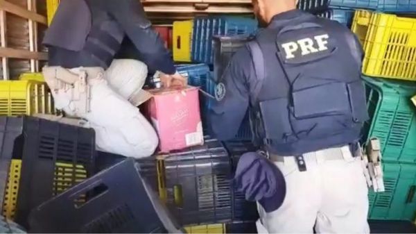 Carga com 9,6 mil garrafas de uísque é apreendida escondida em caminhão-baú na Bahia