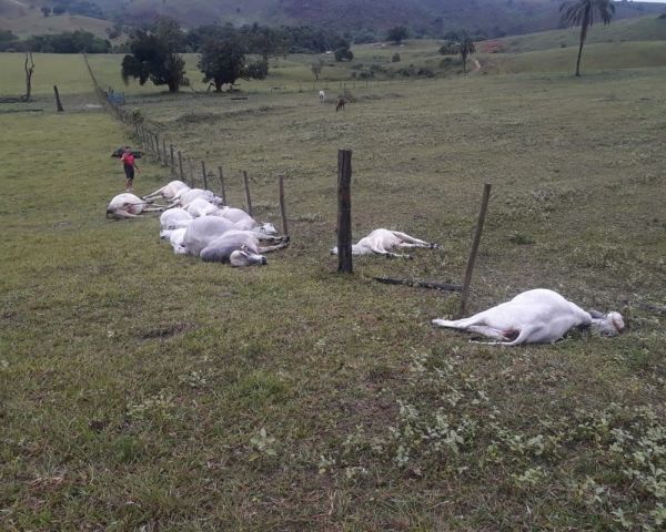 Raio atinge fazenda e mata 16 animais na Bahia