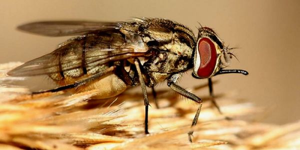 Adab alerta para o surgimento de moscas que matam animais e até humanos