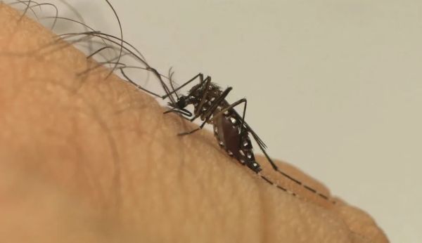 Brasil registra mais de mil mortes por dengue em 2022 e bate recorde histórico