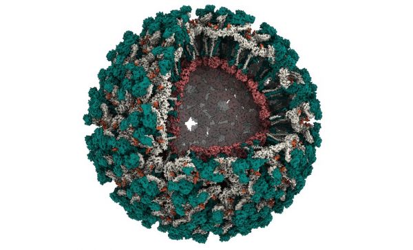Cientistas do CNPEM revelam detalhes inéditos do vírus mayaro, em circulação no Brasil