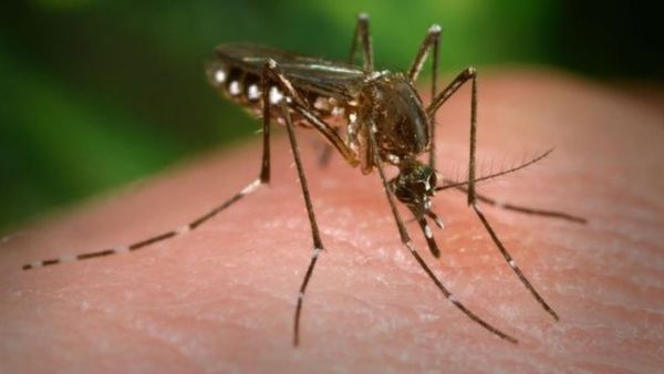 Vitória da conquista: Mais de 200 casos de dengue são registrados em uma semana na cidade