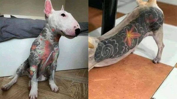 Lei aprovada na Alerj proíbe tatuagens em animais