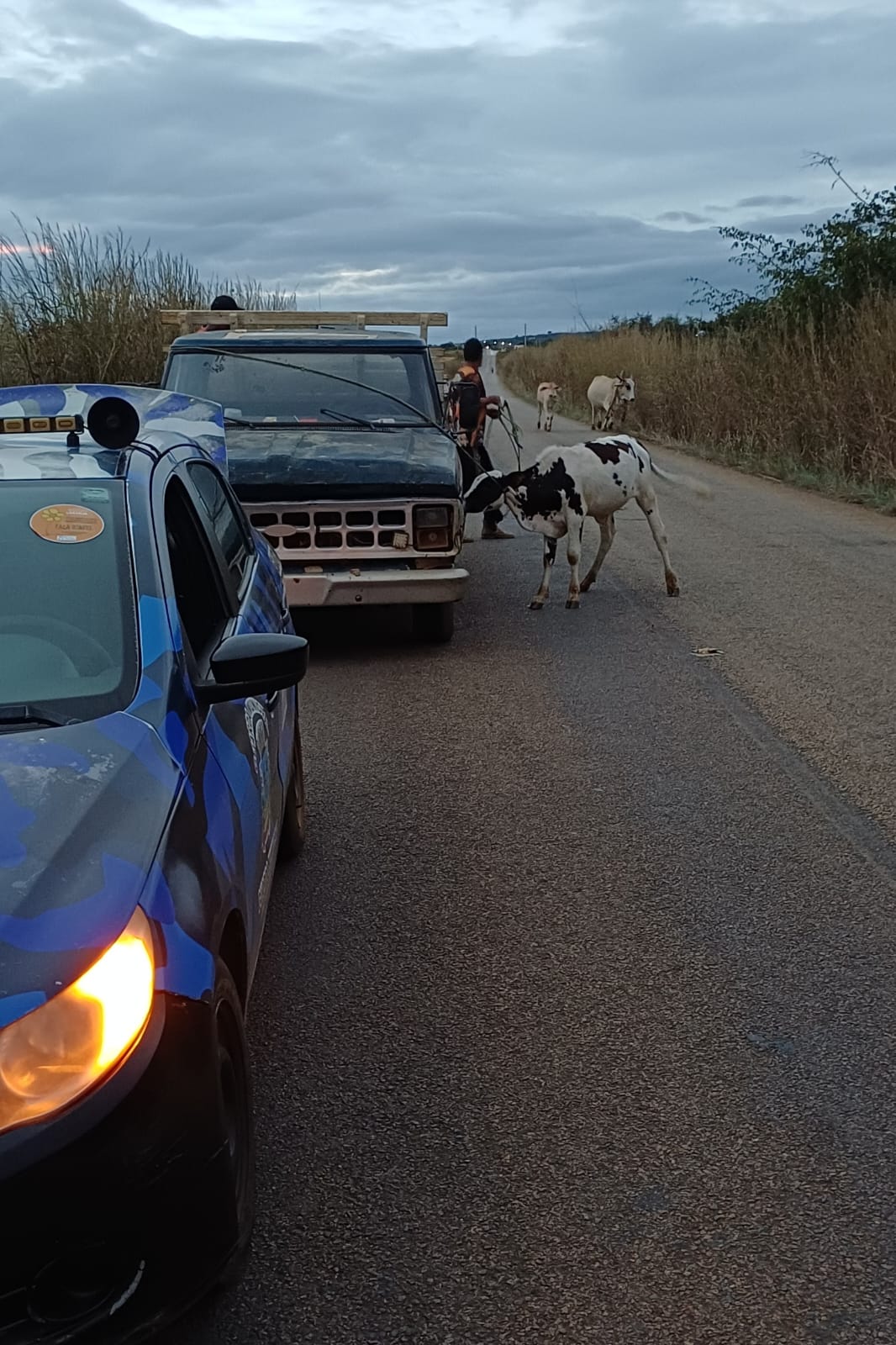 animais 01