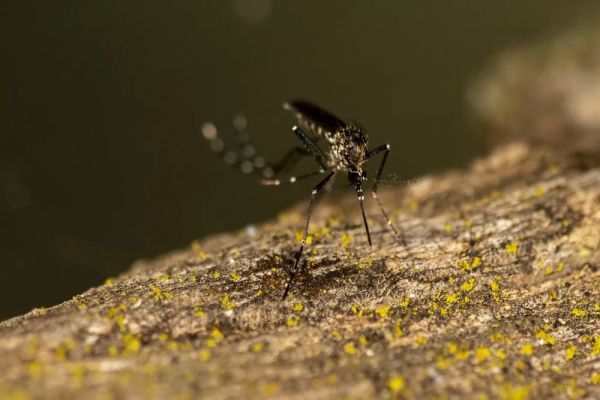 Sesab confirma terceira morte por dengue na Bahia