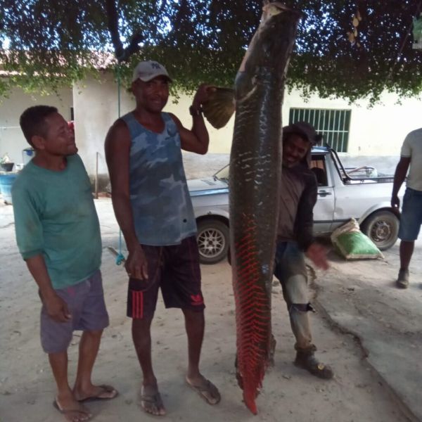 Malhada: Pescadores fisgam pirarucu de 78 kg no Rio São Francisco.