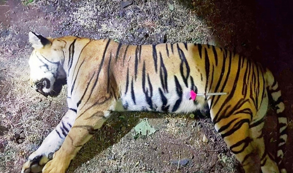 Tigresa &#039;assassina&#039; é morta na Índia