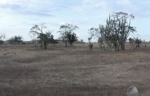 Mais de 50 cidades estão em situação de emergência por conta da seca na Bahia