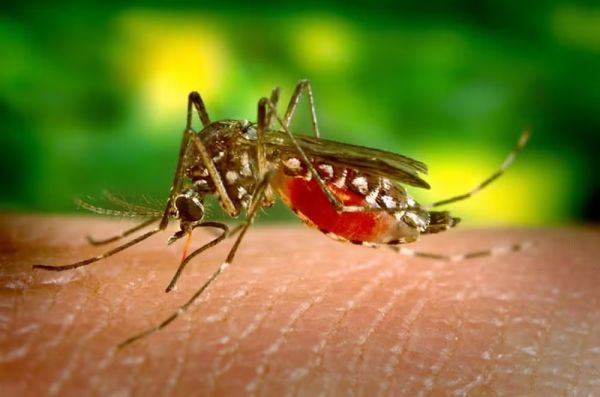 Brasil bate recorde histórico de casos de dengue em 2024