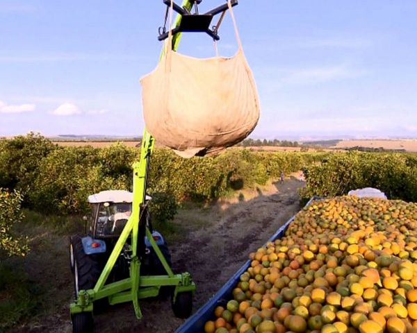 Produtores de laranja superam principal doença da atividade e alcançam maior produtividade.
