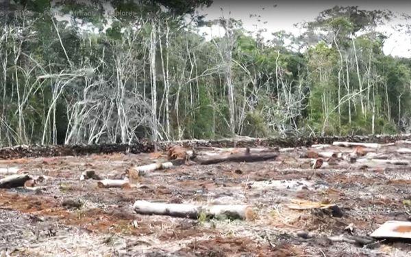 Chapada Diamantina.: Terreno desmatado equivalente a 7 campos de futebol é encontrado em área de pro