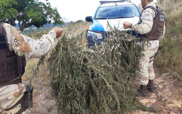 Ação policial encontra mil pés de maconha em casa abandonada na região da Chapada Diamantina