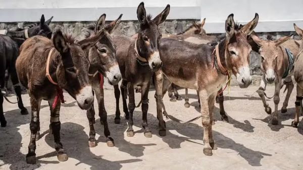 Jumento brasileiro pode entrar em extin&ccedil;&atilde;o at&eacute; 2030 com abate para exporta&ccedil;&atilde;o para China, alerta pes