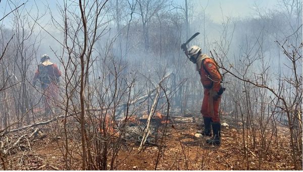 Incêndios florestais seguem em diversas regiões da Bahia; Mais de 200 bombeiros combatem fogo em tod