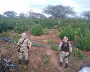 Três toneladas de maconha são achadas em Monte Santo, na Bahia